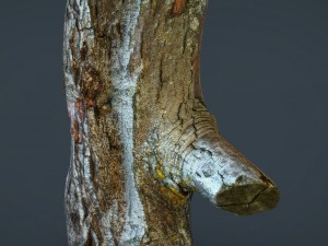 wood log 1 3D-Modell