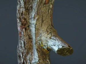 kłoda drewna 1 Model 3D