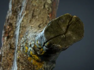wood log 1 3D Model