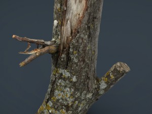 wood log 3 3D-Modell
