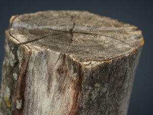 wood log 3 3D Model