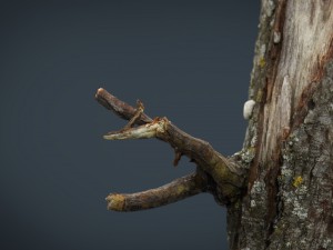 wood log 3 3D Model