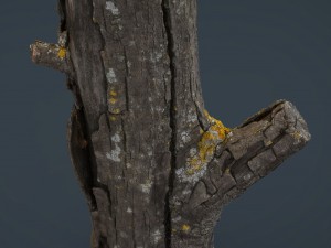 wood log 4 3D-Modell