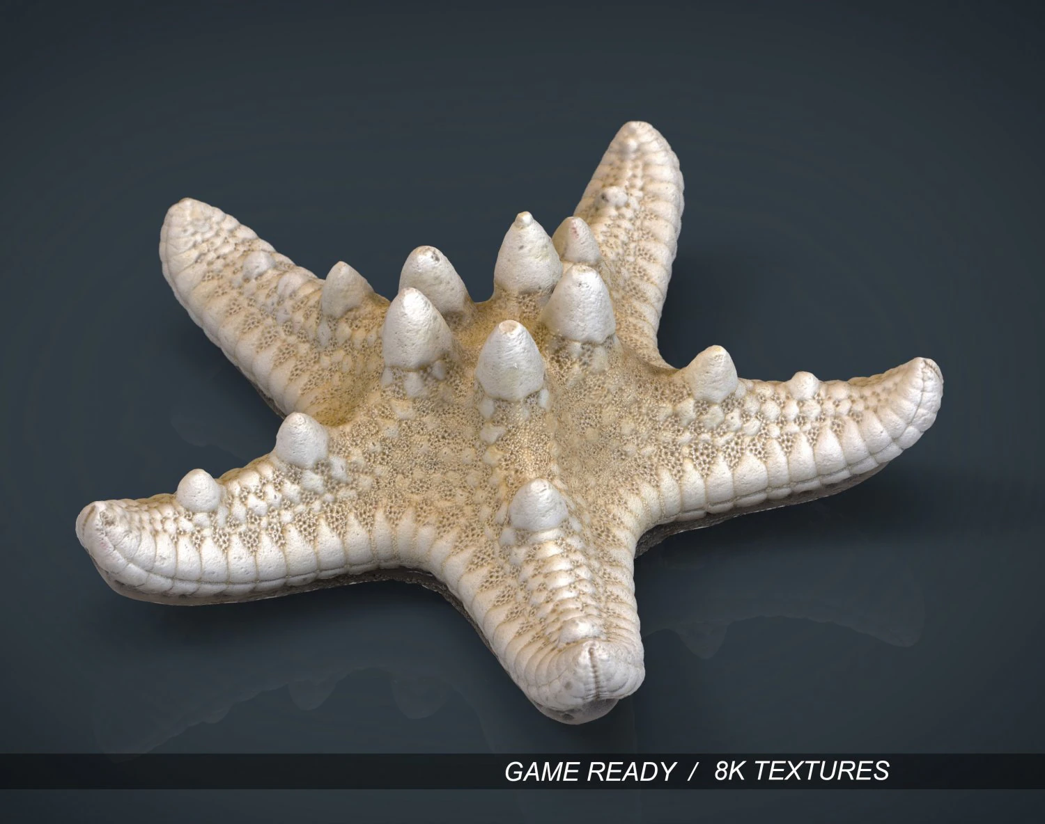 starfish 3D Model .c4d .max .obj .3ds .fbx .stl .blend 
