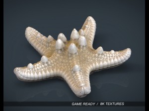 starfish 3D Model