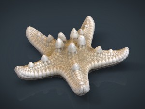 starfish Modèle 3D