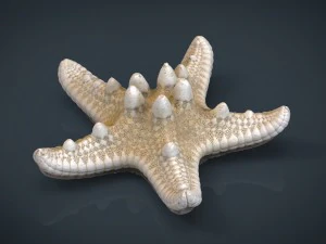 starfish 3D Model