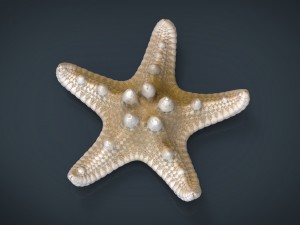starfish Modèle 3D