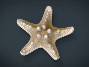starfish 3D Model