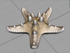 starfish Modèle 3D