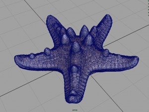 starfish Modèle 3D