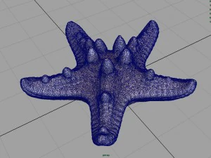 starfish 3D Model
