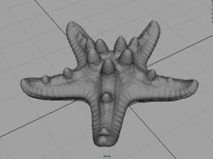 starfish 3D Model