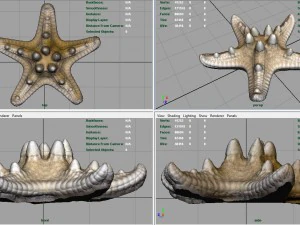 starfish 3D Model