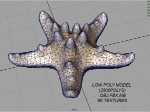 starfish 3D Model