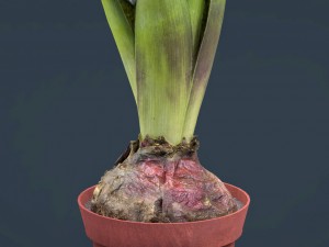 plant1 3D Model