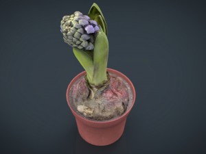 plant1 3D-Modell