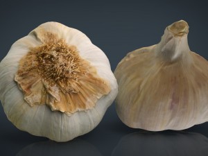 garlic 3D Models