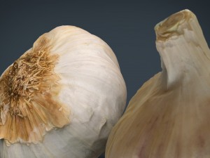 garlic 3D 模型