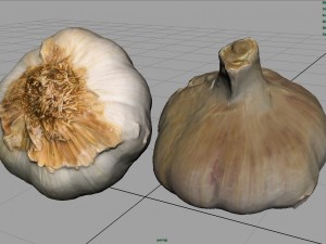 garlic 3D 模型