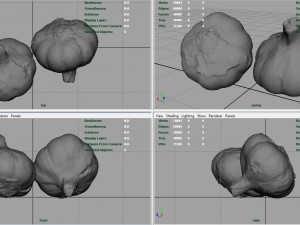garlic 3D 模型