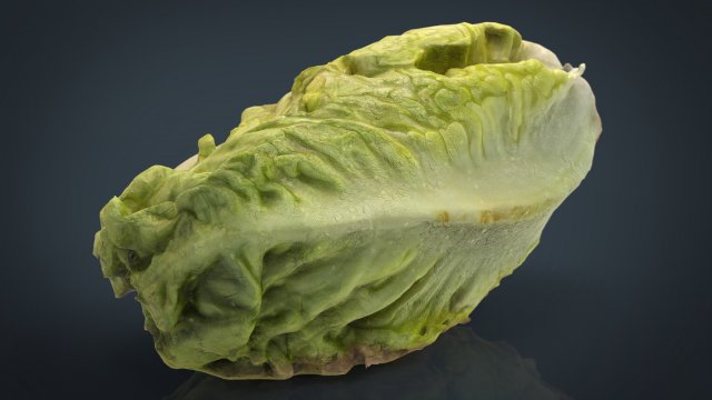 letucce 3D Model .c4d .max .obj .3ds .fbx .stl .blend 