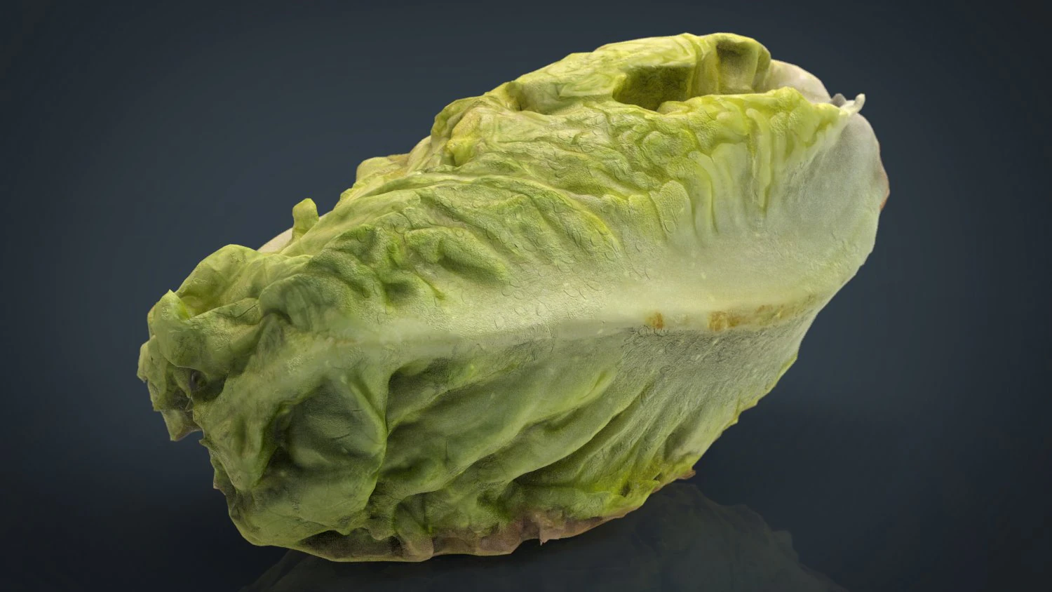 letucce 3D Model .c4d .max .obj .3ds .fbx .stl .blend