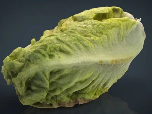 lattuga Modello 3D