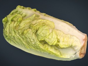 letucce 3D Model