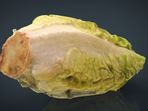 letucce 3D Model
