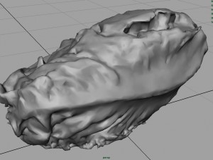 letucce 3D Model