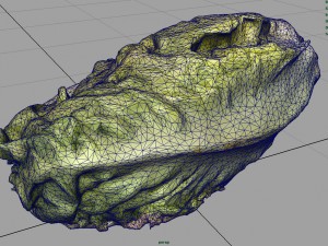 letucce 3D Model