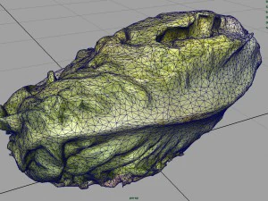 letucce 3D Model