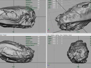letucce 3D Model