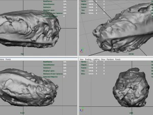 letucce 3D Model