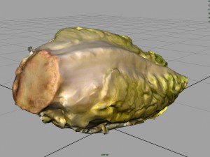 letucce 3D Model