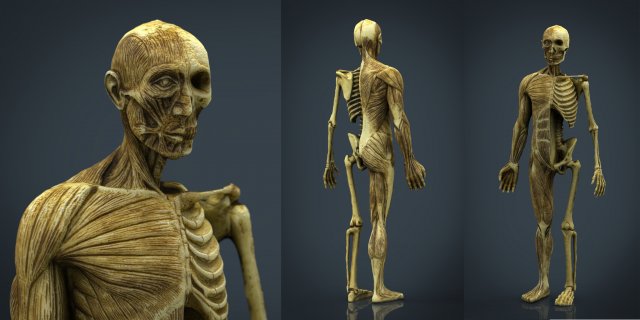 human body anatomy model Modelo 3D .c4d .max .obj .3ds .fbx .stl .blend 