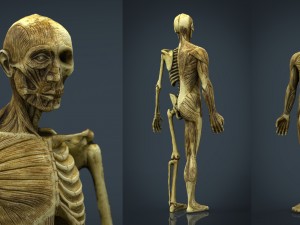 human body anatomy model 3D Model
