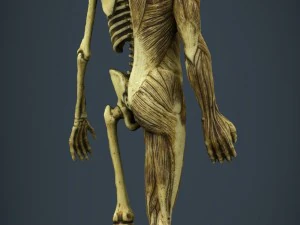 human body anatomy model 3D Model