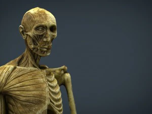 human body anatomy model 3D Model
