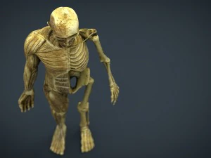 human body anatomy model 3D Model