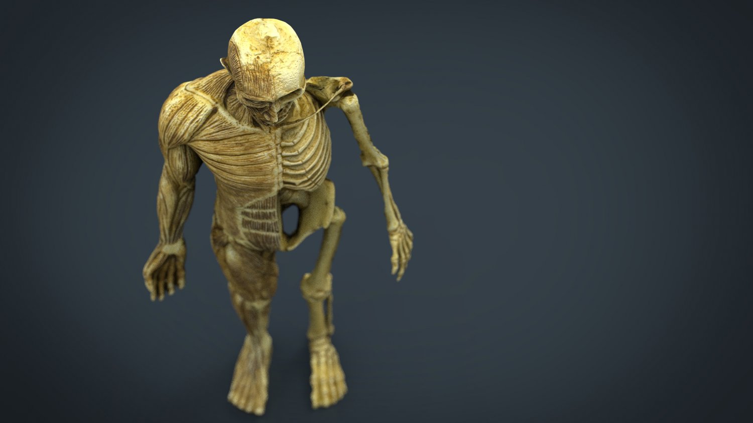 3d models anatomy