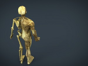 human body anatomy model Modelo 3D