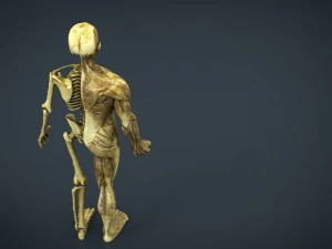 human body anatomy model 3D Model