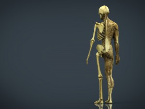 human body anatomy model Modelo 3D
