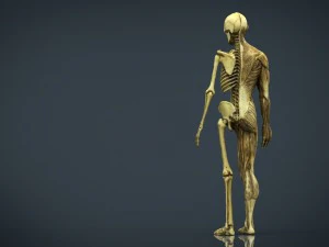 human body anatomy model 3D Model