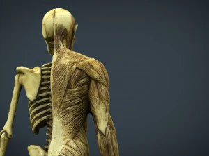 human body anatomy model 3D Model