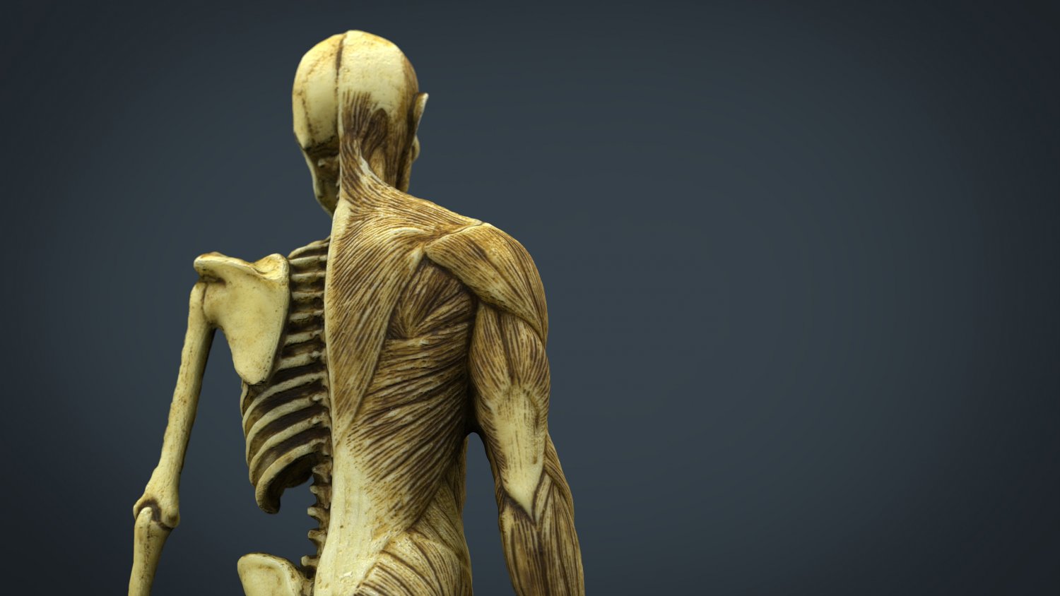 3d models anatomy