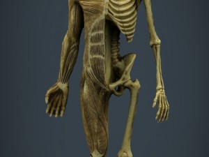 human body anatomy model Modelo 3D