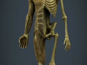 human body anatomy model 3D Model